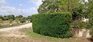 Jardinero