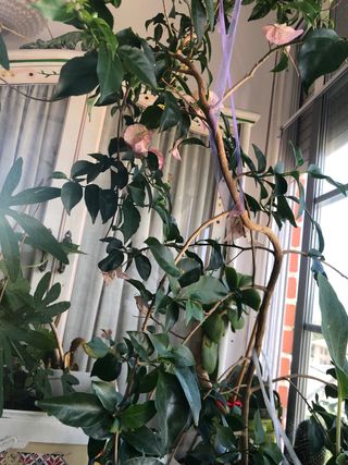 Buganvilla y trompeta del diablo