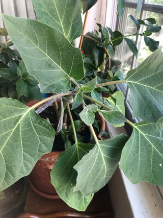 Buganvilla y trompeta del diablo