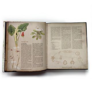 ATLAS PLANTAS SILVESTRES E INFUSIONES