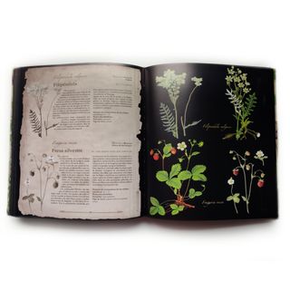 ATLAS PLANTAS SILVESTRES E INFUSIONES