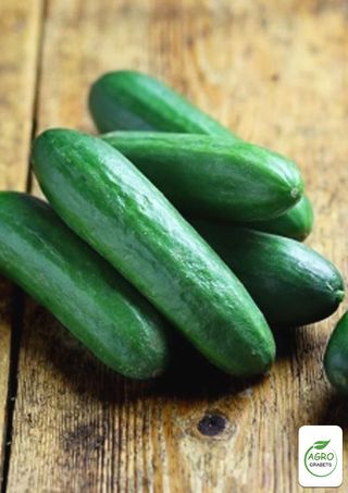 Semillas de pepino"Delicadeza de ultramar"(5 unds)