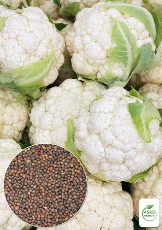 Semillas coliflor "Castillo Blanco"(20 unidades)