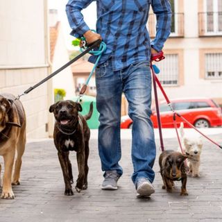 cuidado y paseo de mascotas, Martos y cercanías