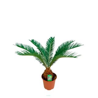 Palmera Cyca o palma del sagú 