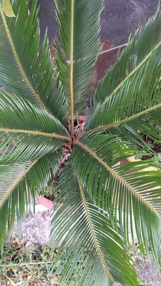Palmera Cyca o palma del sagú 