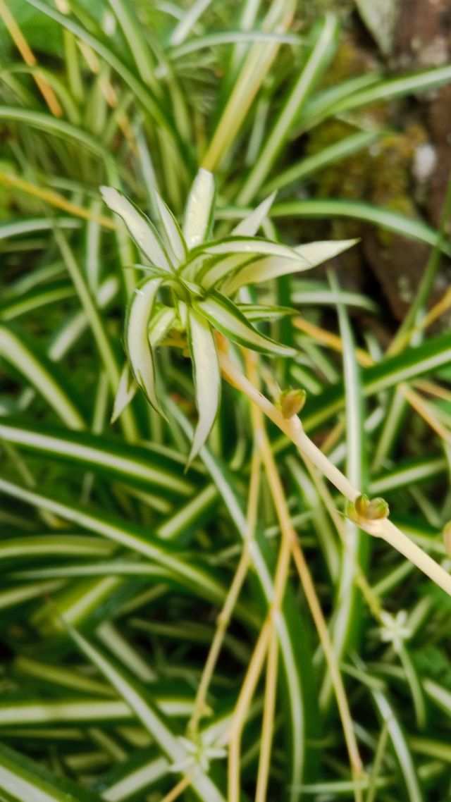 Esquejes cinta a 1€ planta
