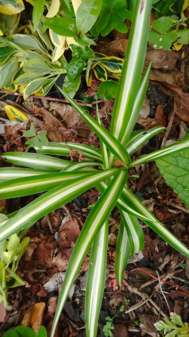 Esquejes cinta a 1€ planta