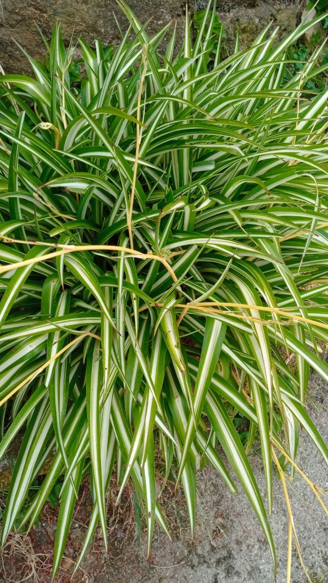 Esquejes cinta a 1€ planta