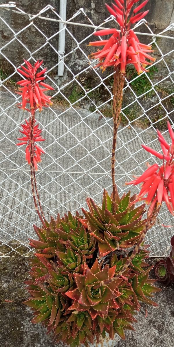 Aloe brevifolia diente de cocodrilo esquejes a 1€