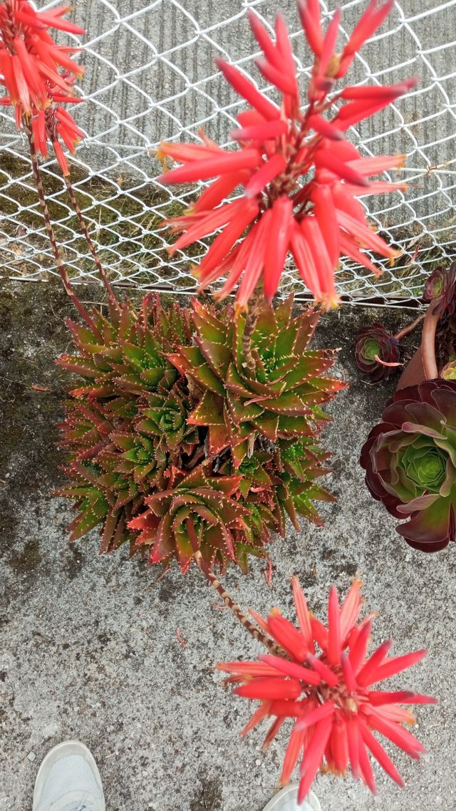 Aloe brevifolia diente de cocodrilo esquejes a 1€