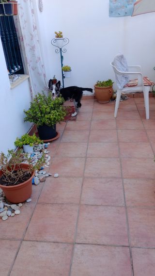 GUARDERÍA DE MASCOTAS🐕💞