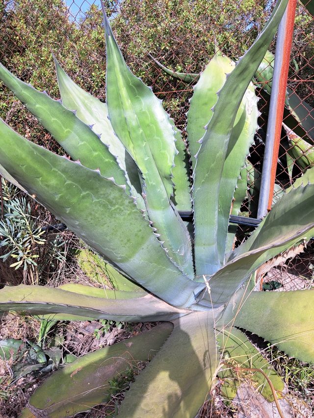 agave ferox