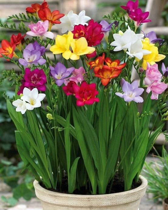 Semillas de Freesias