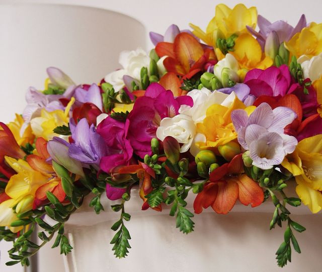 Semillas de Freesias