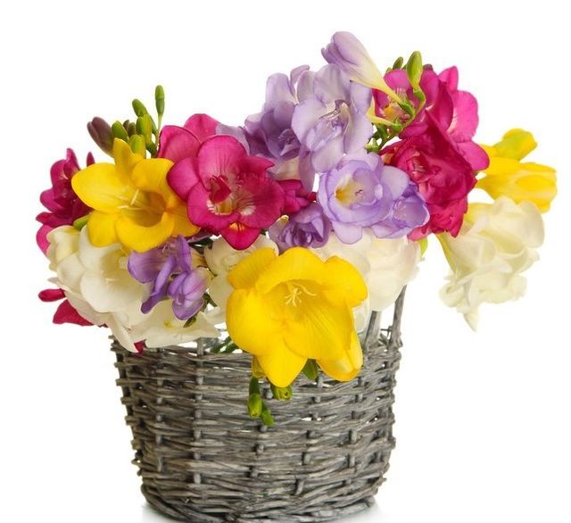 Semillas de Freesias