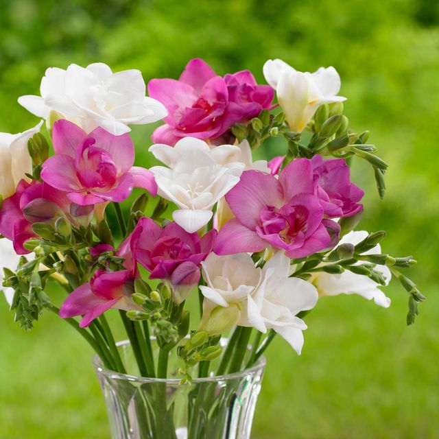 Semillas de Freesias