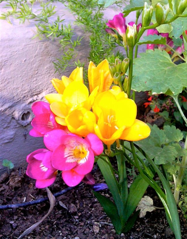 Semillas de Freesias
