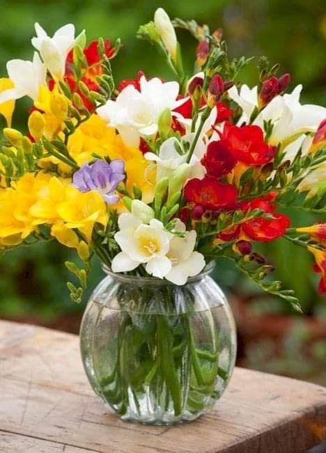 Semillas de Freesias