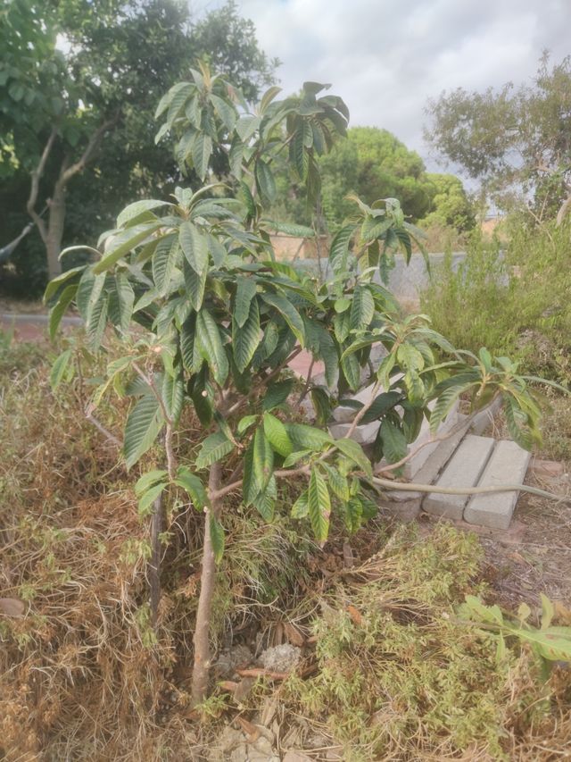 árbol frutal níspero
