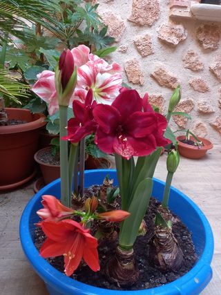 Bulbos amaryllis