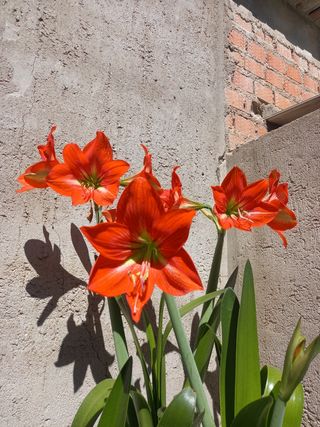 Bulbos amaryllis