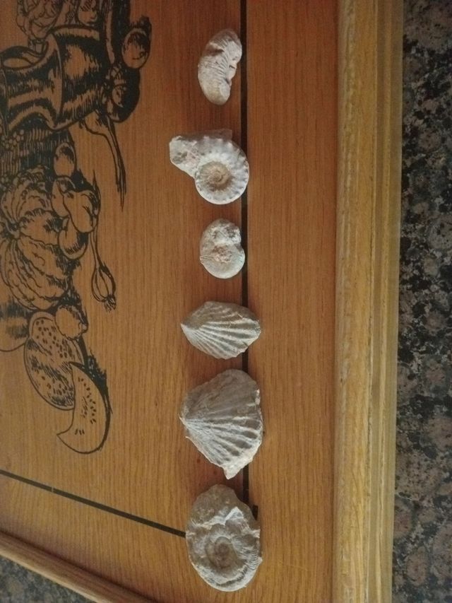 CADA 1 A 5€ FOSILES