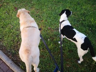 Cuidador / paseador perros, gatos y otros animales