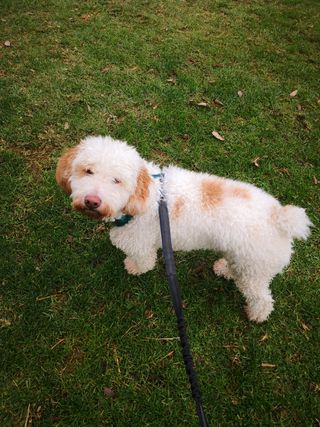 Cuidador / paseador perros, gatos y otros animales