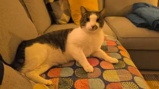 Cuidador / paseador perros, gatos y otros animales