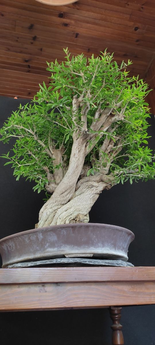 bonsais granado nejikan