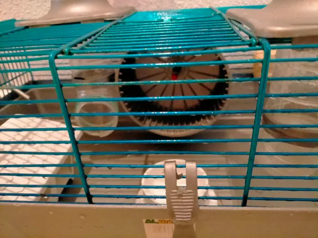 Jaula hamster con tunel