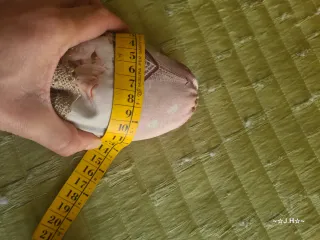 Alpargata, espadrillas artesanas