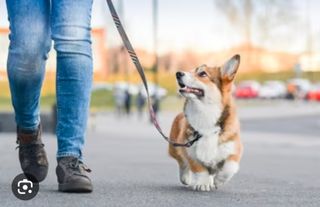 Cuidadora de perros
