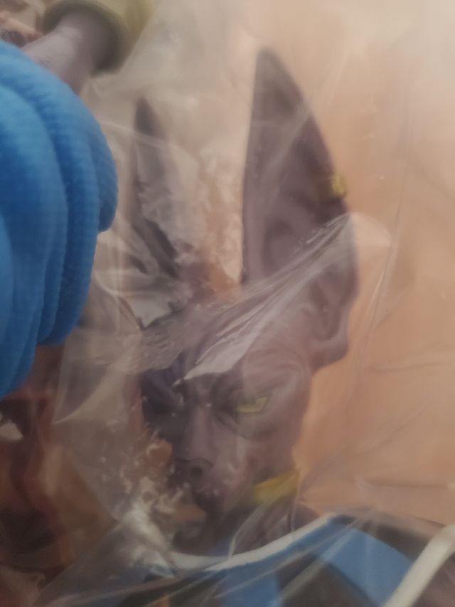 Dios de la Destruccion Bills DBS