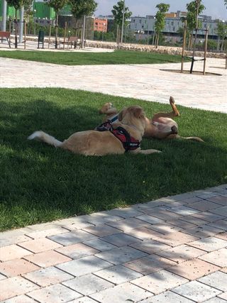 Paseadora de perros y cuidadora.