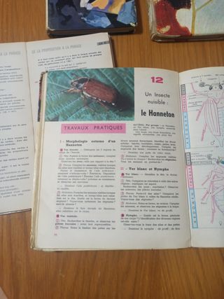 Lote libros de texto franceses 1966