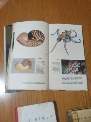 Lote libros de texto franceses 1966