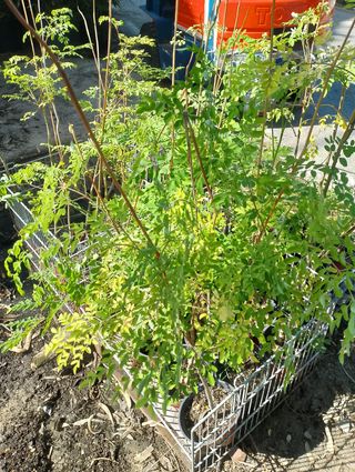 Plantas de Moringas oleifera.