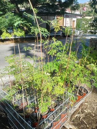 Plantas de Moringas oleifera.