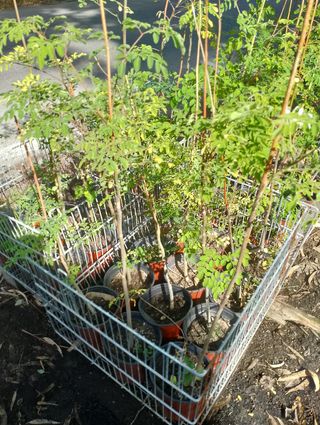 Plantas de Moringas oleifera.