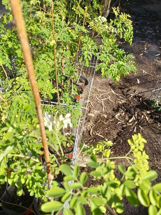 Plantas de Moringas oleifera.