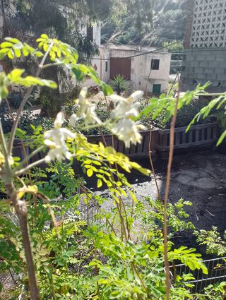 Plantas de Moringas oleifera.