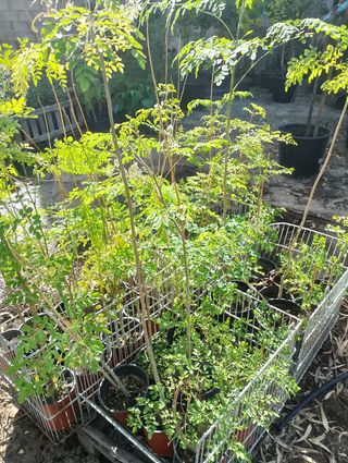 Plantas de Moringas oleifera.
