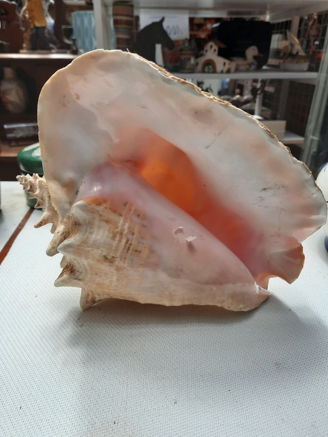 Caracolas de Mar