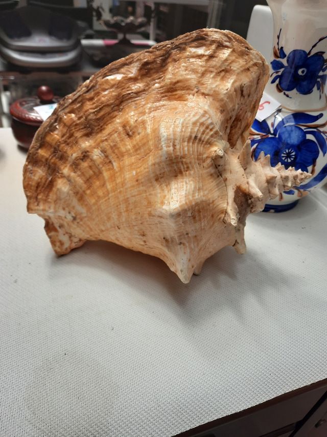 Caracolas de Mar