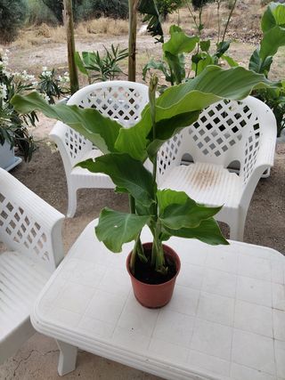 PLANTA NATURAL CANNA