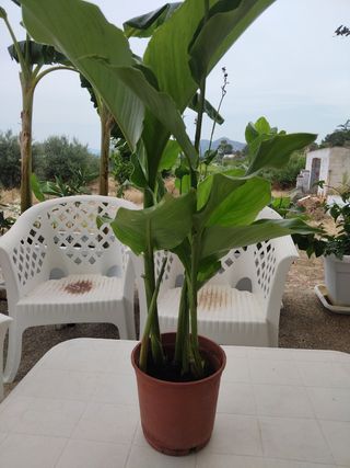 PLANTA NATURAL CANNA