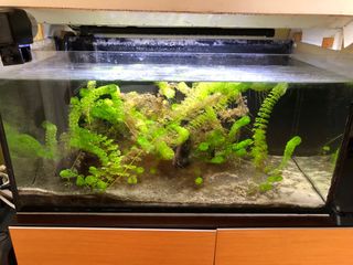 Acuario completo 150litros