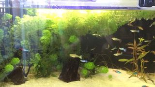 Acuario completo 150litros